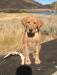 This is Showboat, a female from the first Remi and Nick litter. 