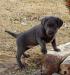 Male Puppy