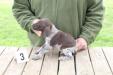 Male #3
Liver & White