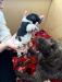 Puppy #5