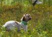 Fiona is a Prize II NAVHDA NA, 3 year old. She is a very driven hunter as well as an accomplished show dog. Along with her hunting and showing Fiona enjoys her therapy visits at the local elementary school three times a week.