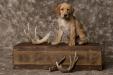 If you would like to have a great companion, hunting partner, shed finder here you go they are waiting for you!