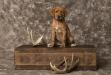 If you would like to have a great companion, hunting partner, shed finder here you go they are waiting for you!