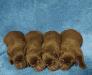 The Litter Of Puppies