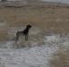 Mom hunting wild chukar..