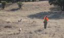 2019 puppies point a covey of Mearns quail.