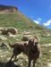 Sage, in her element!  She is a joy to hike with--so well behaved.