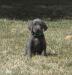 (Pending Deposit) 5 Weeks Teal Collar Female
