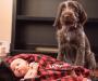 Gus is a pup from Chaz's last litter