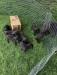 pups at 5 weeks - in outdoor play pen