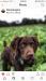 Pup from previous litter