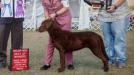 Whirly - Winning "Winner's bitch" and a major win at the American Chesapeake Club Supported Entry show