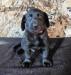 Handsome Black Pup from Trafford/Suzy litter.