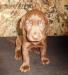 Gorgeous Chocolate pup from Trafford/Suzy litter.