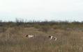 Sire & Dam on a hunt in South Texas