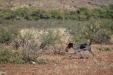 Retrieving a chukar