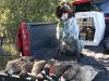 Proud morning full of pheasants 