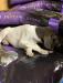 Male pup B