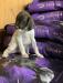 Male pup C 