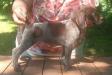 Rose when she was a puppy she wear a heart on her hip