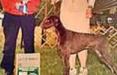 Points in the show ring. 