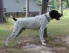 Huck, the dad, weighs 70#. He is very good natured. He is a smart dog