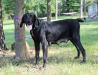 Bailey, the mom, weighs 60#. She is friendly, smart and a very good mom to her 12 puppies