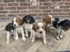 Penny&Copper's French Brittany puppies Born7/11/20 
3 Females left (2tri and 1 red/white) 
2 Males(both red/white) UKC & AKC registered ready to go 9/5/2020. 

