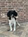 Lu&Coppers French Brittany Male pup Born6/15/20 UKC Registered. Ready to go home anytime.