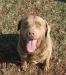 lucky is one of the sires. he is son of chesabars copper reflection ch gch jh