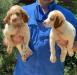 Male pups 2