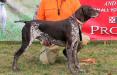 SIRE: Bear - 2015 NAVHDA Invitational Versatile Champion   