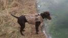 Cleo: All round hunting dog and great house companion