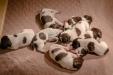  Photo of the litter on day 9. More photos will follow.