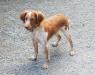 Dam: Roxie