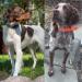 Gemma (left) and Gil (right)