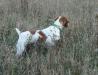 AKC GCH CH UKC CH HILL'S JUST IN CASE JH

Not just a pretty face.
OFA Cerf Excellent Hips
CERF NORMAL