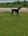 Makani dam of litter