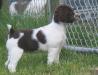 Mist at 8 weeks old

Alex X Ginny puppy
