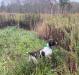 Misty training on quail 2020