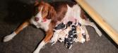 Lexie with her 10 puppies