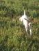 Started wirehair female. Outstanding dog.