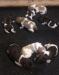 Current litter born 10-24-20