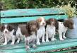 Past litter