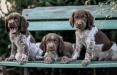Past litter 