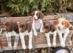 Past litter