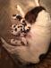 Chloe and her pups..