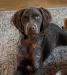 Not for sale: example of dark liver roan