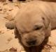 Yellow male pup age 2 weeks 