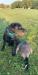 Sire: Gus 